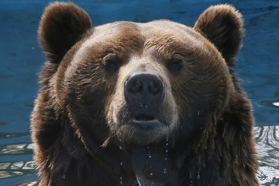 Russia draws up measures to control bear population after spate of deadly attacks
