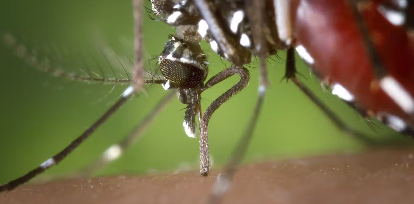 Moustique-tigre : le changement climatique étend le risque de dengue à presque toute la France