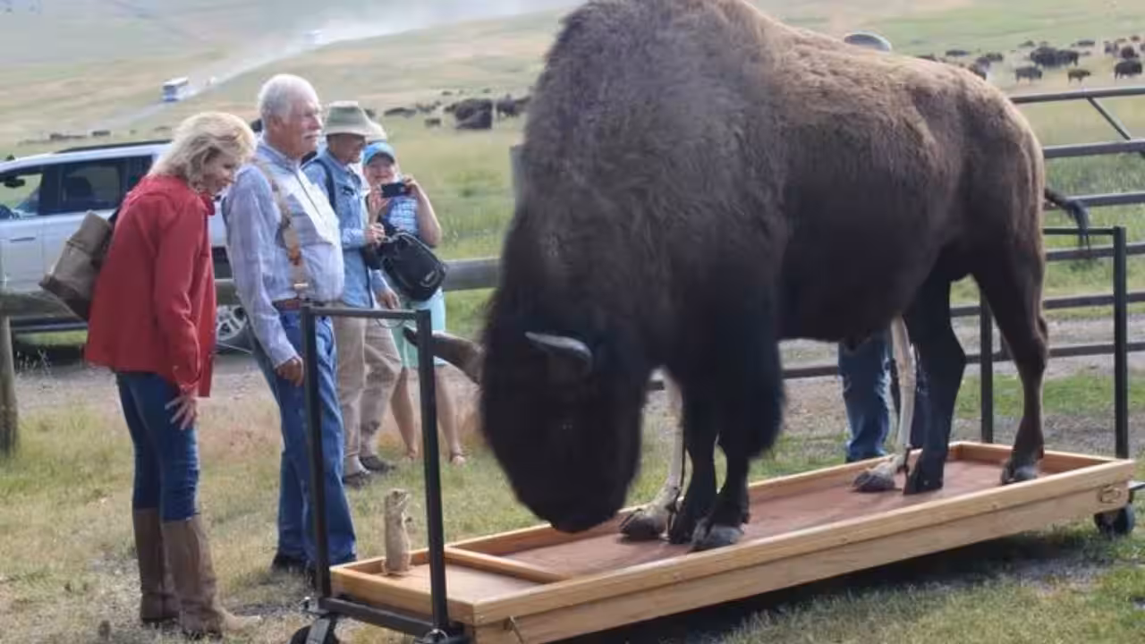 The Flying D became a major home for Turner’s bison herd<br>