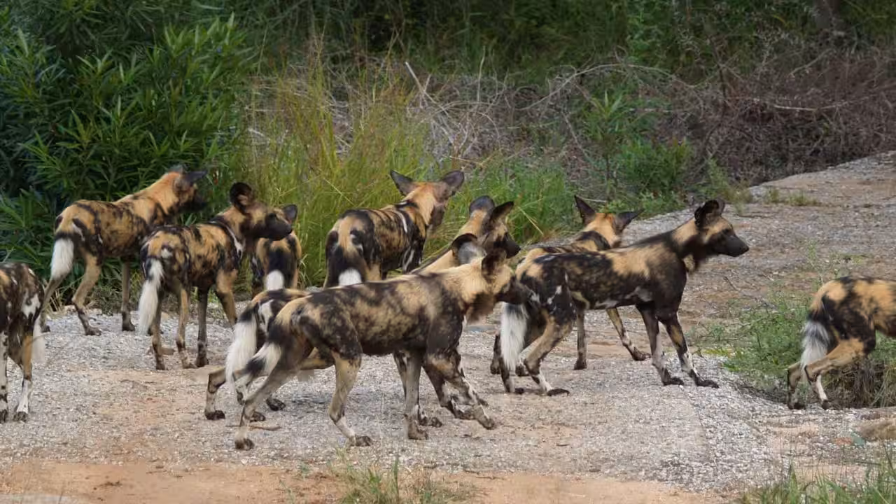 How 20 African wild dogs returned to Matusadona after decades<br>