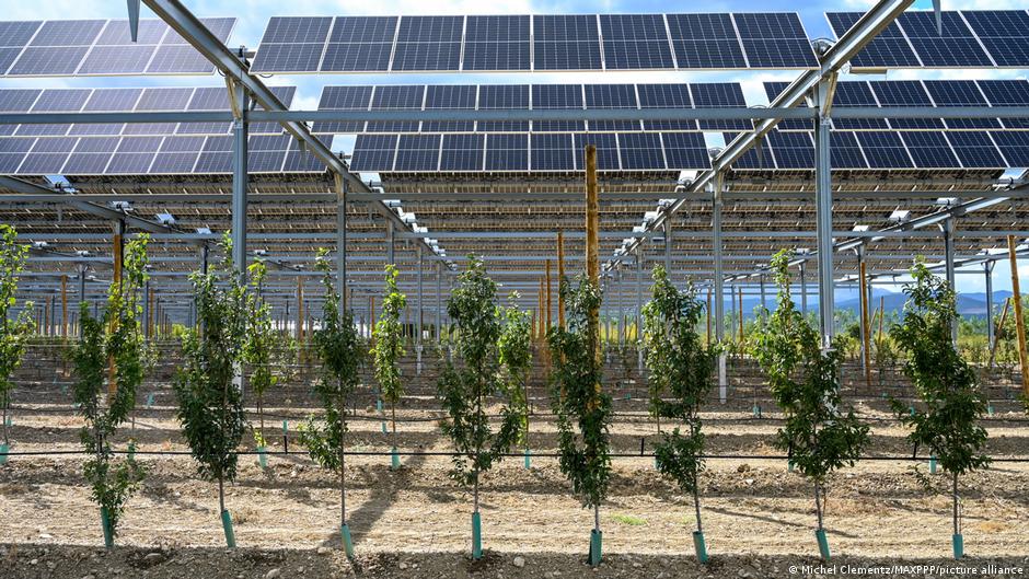 Why some farmers are pairing crops and grazing sheep with solar panels