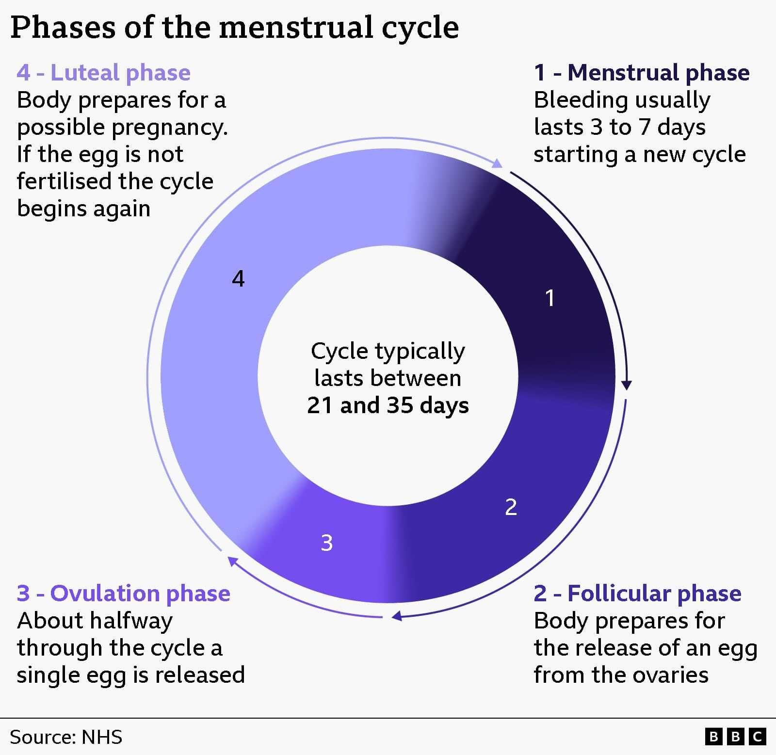 BBC graphic showing the menstrual cycle as a circle, with text in the centre stating that the cycle typically lasts between 21 and 35 days. The circle is then broken up into four phases, with phase 1 being the Menstrual Phase, with bleeding that lasts three to seven days; phase 2 is the Follicular Phase, where the body prepares for the release of an egg from the ovaries; phase 3 is the Ovulation Phase, where about halfway through the cycle a single egg is released; and phase 4 is the Luteal Phas