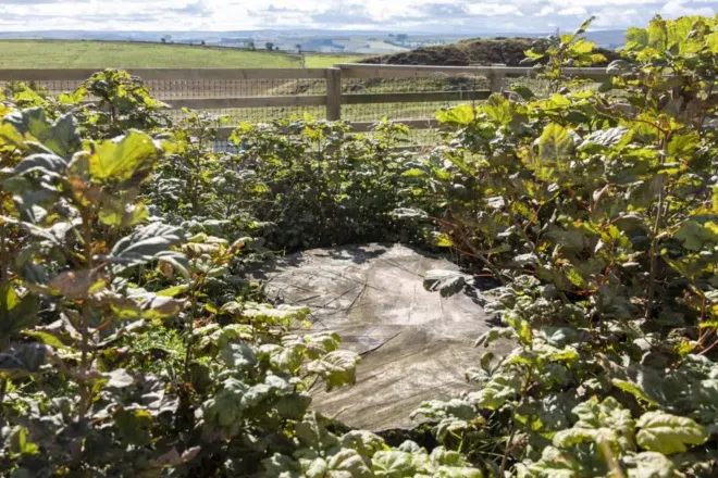 A thick layer of new shoots now surrounds the Sycamore Gap stump.