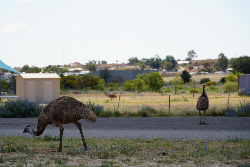 Three emus at different distances from the camera wandering around the road in White Cliffs NSW on a sunny day