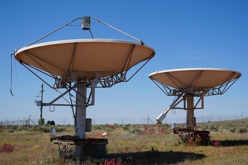 Two parabolic dishes standing side by side, point directly up towards the blue sky, in a field of grass spotted with wildflowers