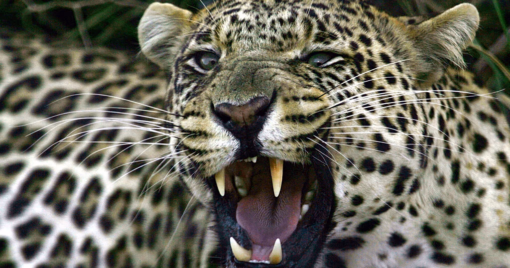 Leopards return to South Africa’s West Coast after 170 years