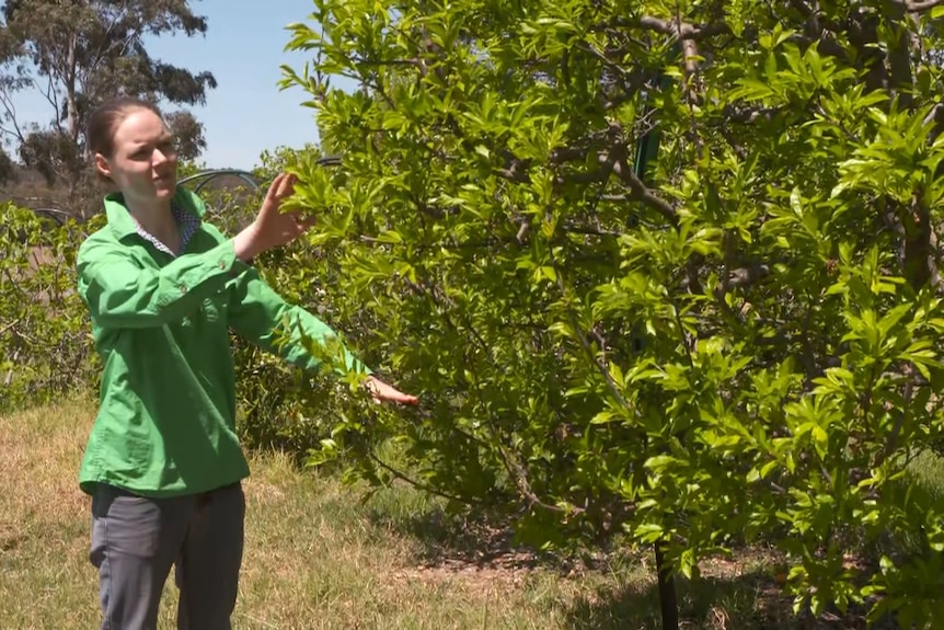 Woman in green work clothes looks at tree on farm.