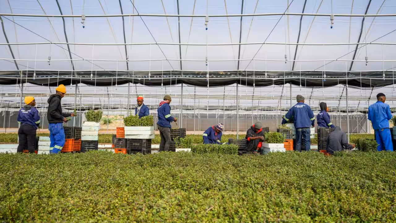 How will 180 million spekboom cuttings help restore the Albany thicket<br>