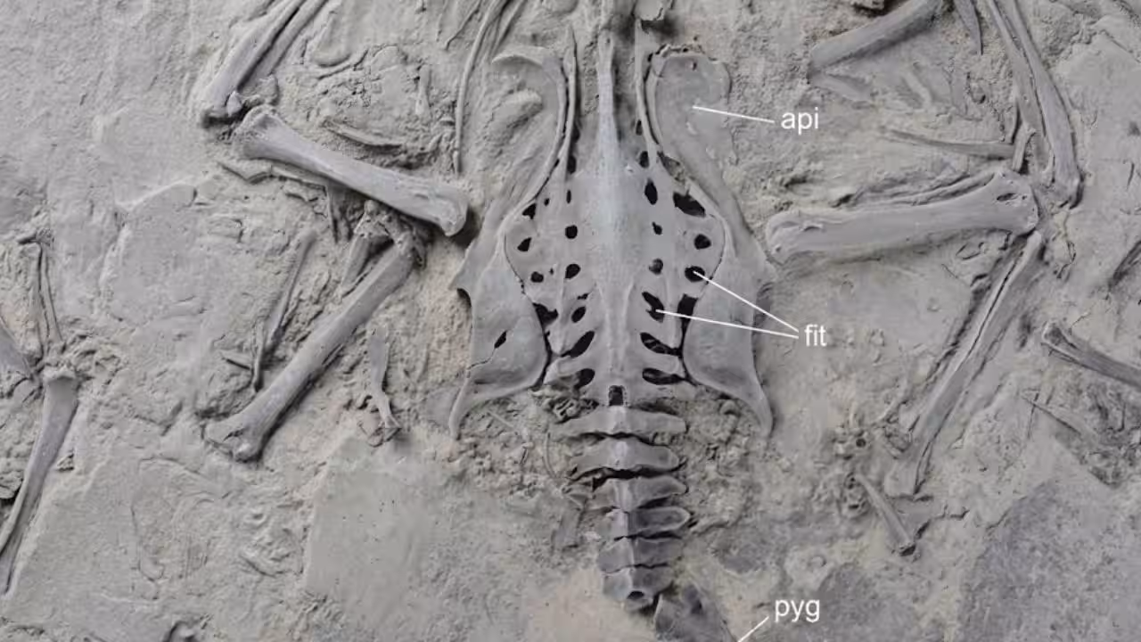 What does the 55-million-year-old fossil reveal about trogon feet<br>