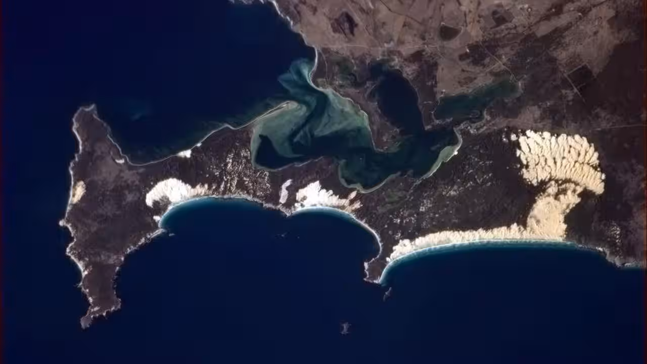 Why were oysters being restored in Coffin Bay<br>