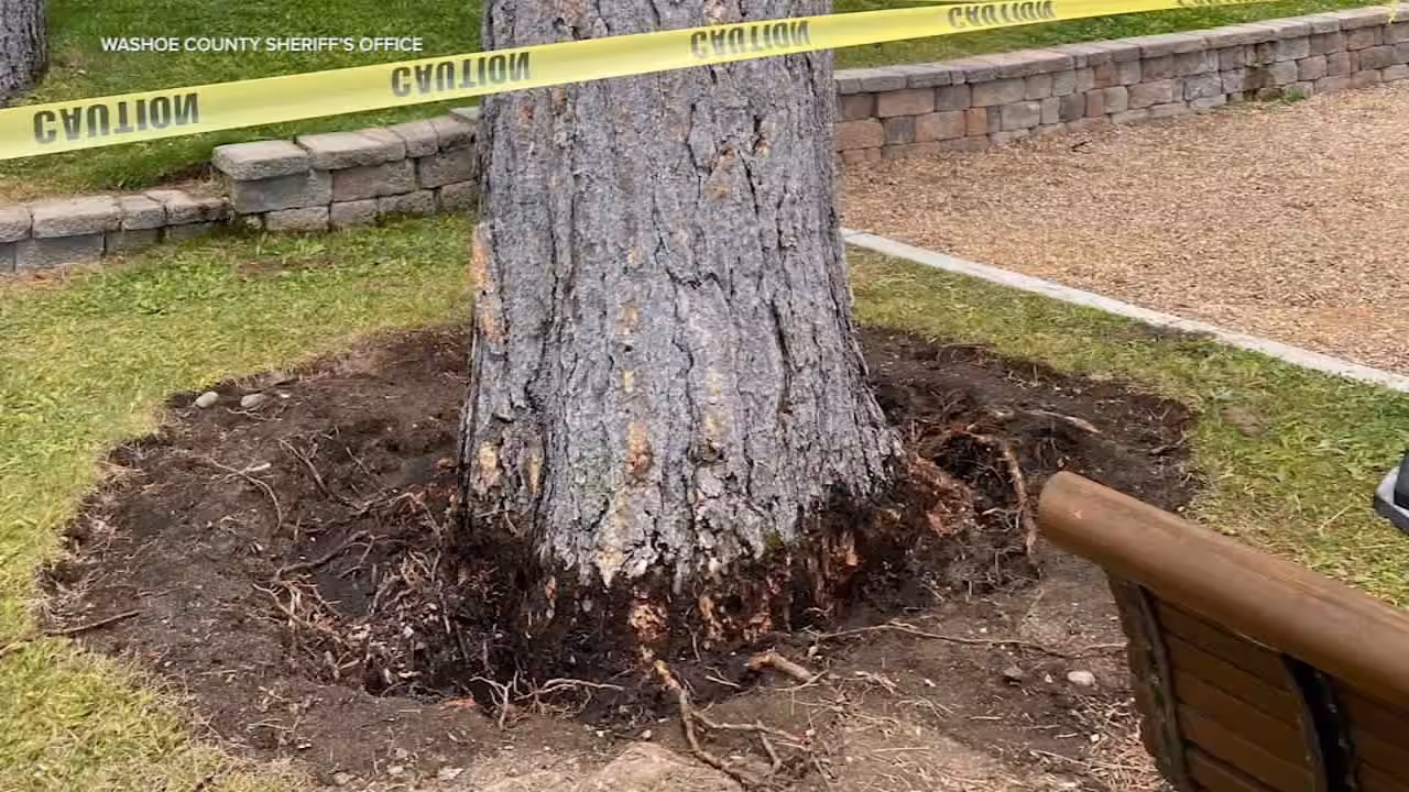 28 Lake Tahoe trees targeted by poisoning since 2022<br>
