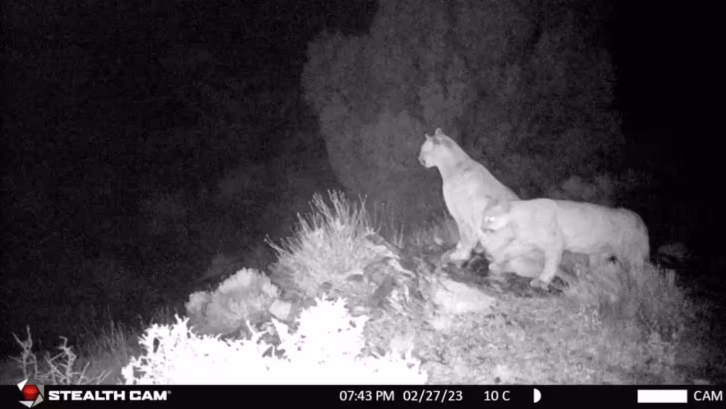 Bighorn sheep, mountain lions and bobcats are among the species being studied.