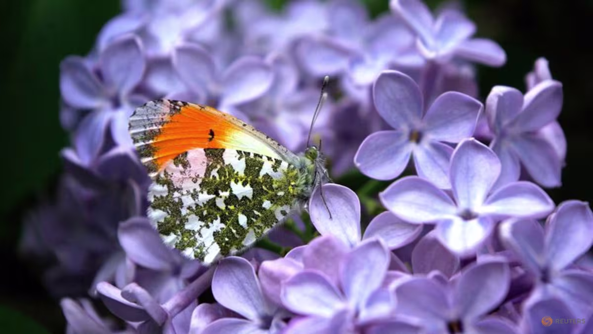 Butterfly wing patterns may trick predators with motion illusions