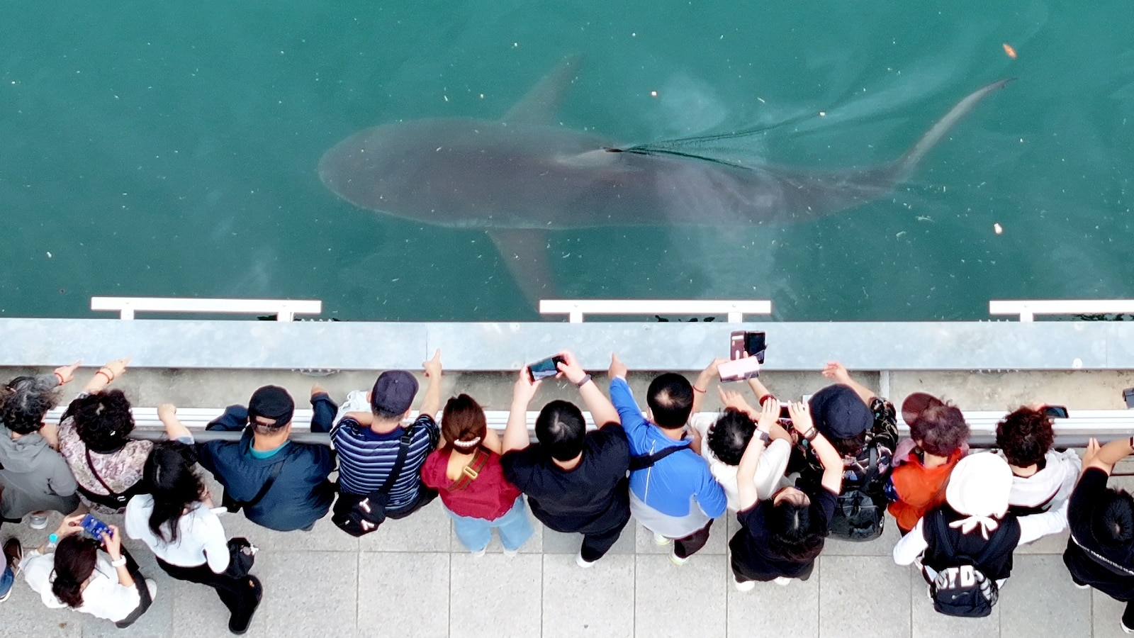 South Korea embraces shark slowly circling a canal in the country's biggest port city